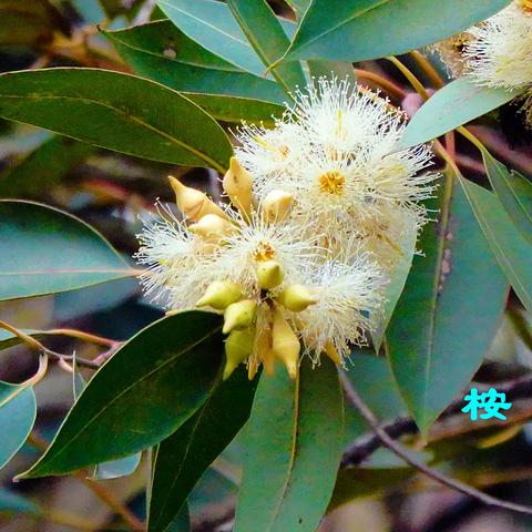 20250108~15  西昌-攀枝花-西昌游-花鸟篇