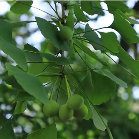 “乘教研之风，展美术之美”——鹤峰县走马镇中心幼儿园艺术领域（美术）教师公开课活动。