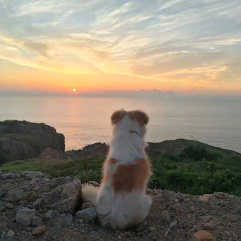 导游狗🐶——霸道  2024.8