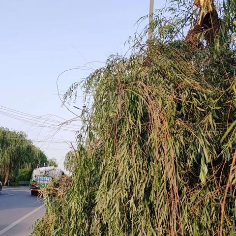 西咸新区周陵街道：大风刮倒行道树网格紧急处理保畅通