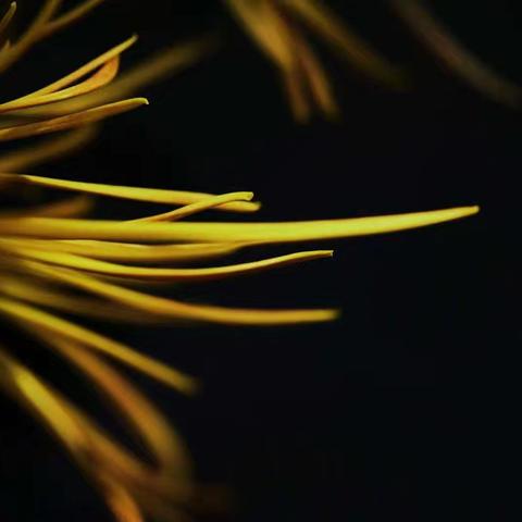 这一年，我用相机记录下许多美好瞬间——有些是不经意的回眸，有些是特意驻足的凝望。镜头里的世界，比现实更清晰，也更温柔。回望2025，那些花开花落、山水流转、人影交错的片段，都成了我心中最真实的诗行。