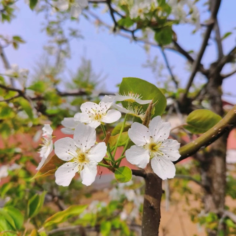 耕耘农行小菜园 方寸之间绿意浓