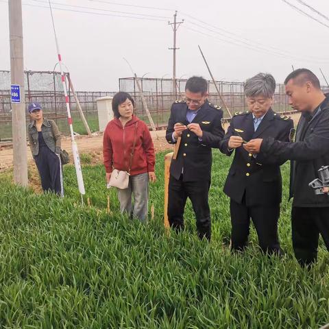 省植保植检站检疫科薛玉科长一行到邯郸指导农业植物外来入侵病虫害监测防控工作
