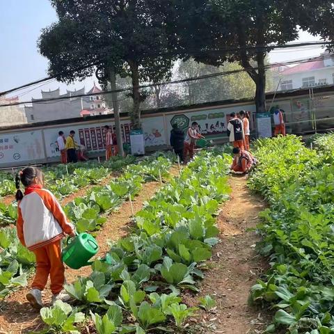 劳动砺心志，实践促成长 —2023年下学期银河镇中心学校三年级劳动教育纪实