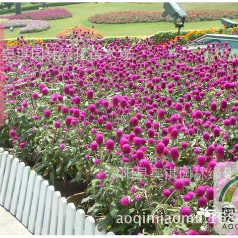 《蜜原农场千日红花种植计划》