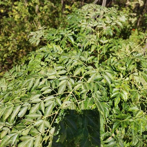 蜜原农场植物介绍。