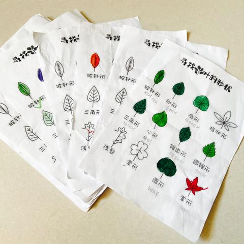 小六班五月班本课程 《“叶”趣横生》