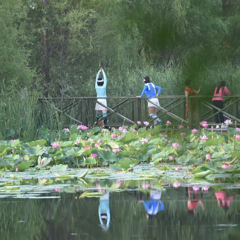 澄州湖荷花