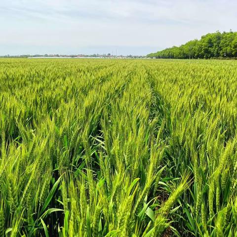 凤翔区农技中心2023年工作回顾 粮食生产篇