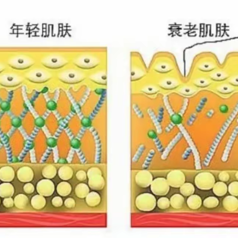 弹力蛋白再生的专利抗衰老产品（易色新）--蓝珍珠精华