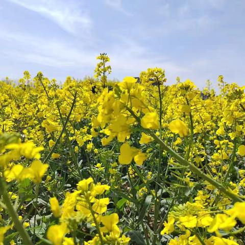 【主题活动】“你好呀！春天”南昌高新区第二幼儿园小三班主题活动