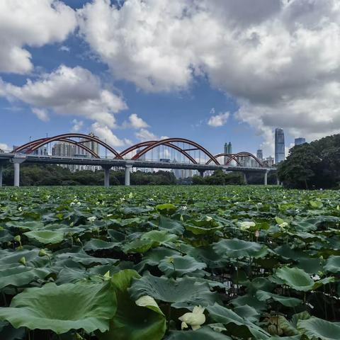 【园林大讲堂系列活动之五十二】赴洪湖公园2023荷花展学习交流活动