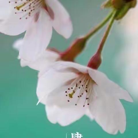 🌸春暖花开🍀激活童趣——🌈贝恩同济幼儿园中三班四月美篇总结