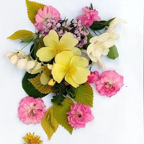 绿叶中色素的提取和分离——“生生不息”社团开展实验操作活动