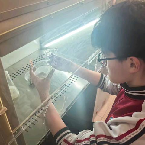 探究·实践 酵母菌的纯培养