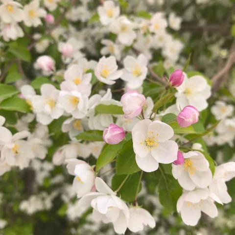 校园满芳菲，学子赏花忙——“生生不息”生物社团开展校园植物识别、赏鉴活动