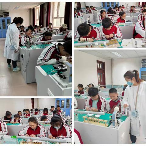 昨日狂沙摧花，今朝学子留彩——“生生不息”社团干花标本制作活动纪实