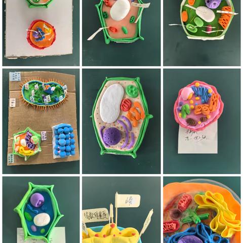 “生物万象，亲手塑造”——格尔木市第二中学第二届生物学标本、模型创作大赛火热开展