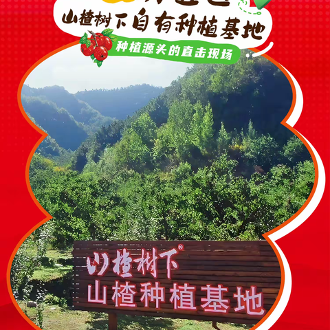 山楂树下美味溯源之旅 又到山楂成熟季，金秋10月山楂成熟 山楂树下鲜果精制