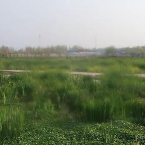 冠县湿地好风光