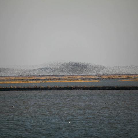 在湿地之城 观万鸟齐飞