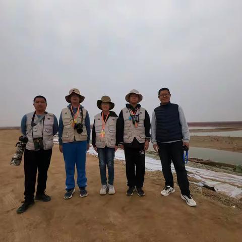 初出茅庐-2024黄河口观鸟赛小记