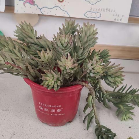 植树节 ▏“植”此青绿，“树”你最美——泰安实验学校博城学校植树节活动之五年级精彩瞬间