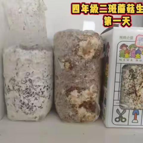 汶溪小学四年级（2）班观察记录展