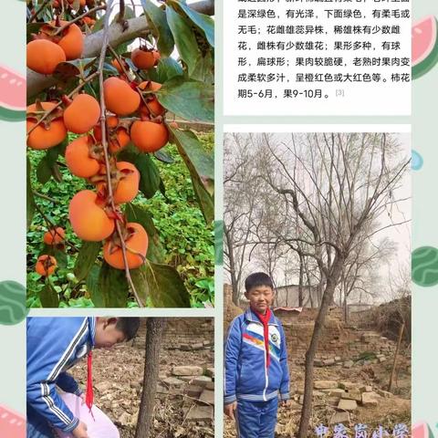 护绿先行      爱满申小——申家岗中心小学校植树节主题活动