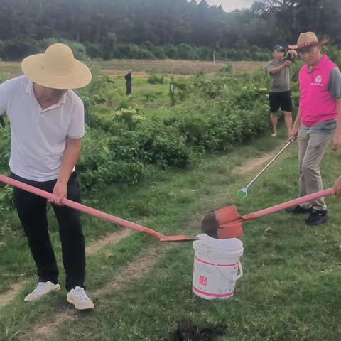 东阁镇宝芳村委会积极开展“收牛粪、治污水、从我做起”农业面源治理活动