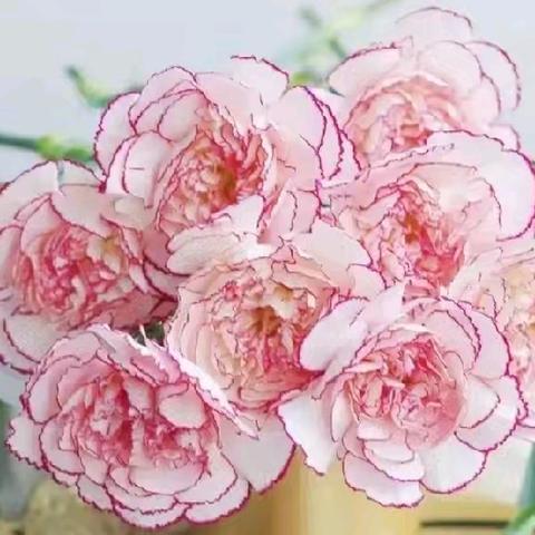 康乃馨艺术合唱团