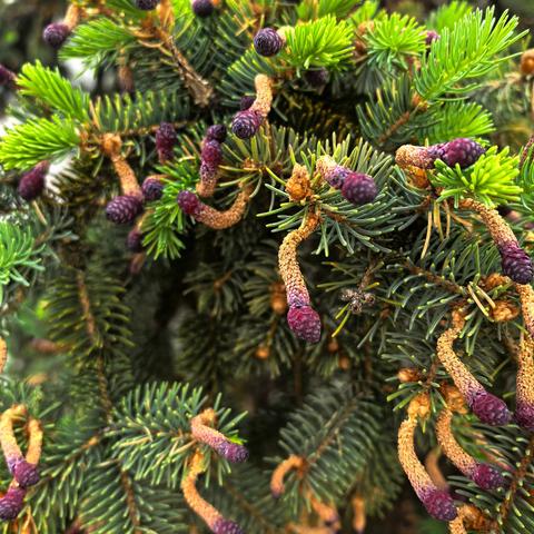 风华的简篇两定之行