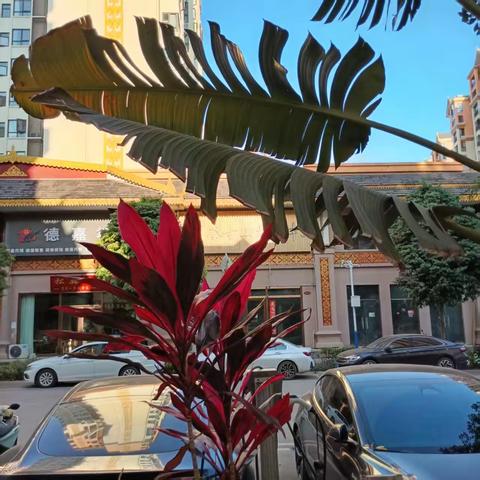 孙刚元西双版纳景洪随拍3