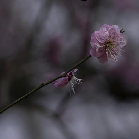 南京，无锡梅花之旅-南京雨花台梅岗（之三）