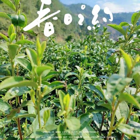 小小采茶农 悠然趣采茶