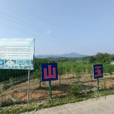洋湖镇:冬枣敲开“致富门” 乡村振兴“枣”实现