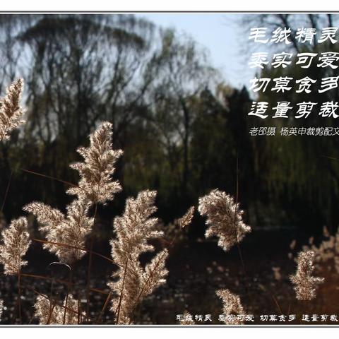 诗词曲赋——毛绒精灵