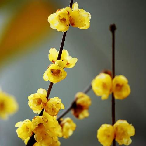 十二月微型诗专辑 | 2022.12