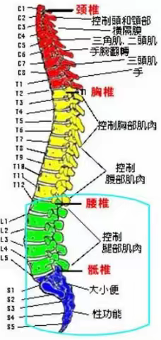 护理科普专栏| 第6期 神经源性肠道知多少