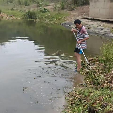 珠碧江雅星镇英岛居402河段水浮莲清理