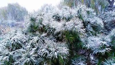 冬去春来，落雪一片惊天寒