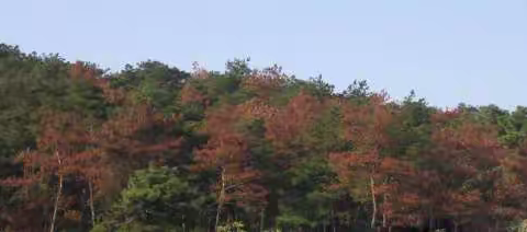 你了解松材线虫病吗？