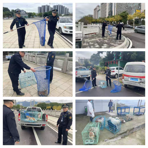 多管齐下解民忧，文明养犬创和谐