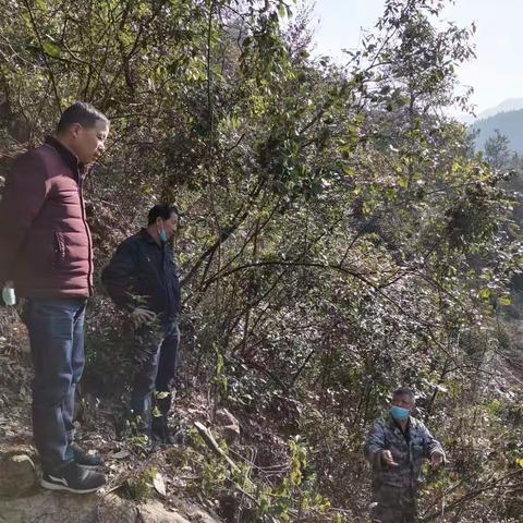 摩拳擦掌—婺城区亲赴山场有妙招