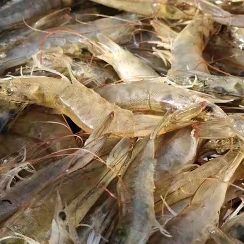 还原海味，邂逅鲜甜 莲花塘乡南美白对虾 抢鲜上市！！！