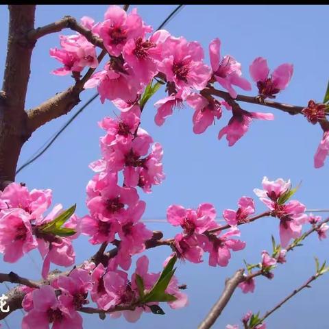 醉美不过三月天，老年学校尽欢颜——桃花小学老年学校