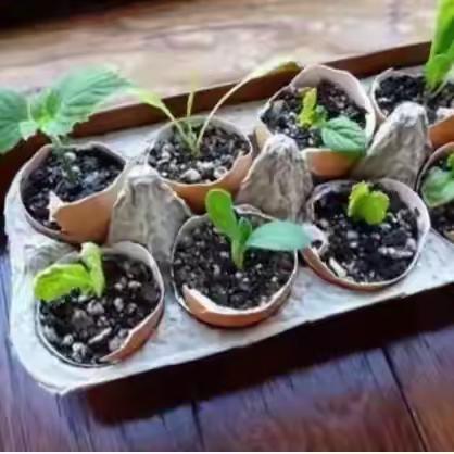 垃圾分类藏惊喜！这些“废弃物”，养花竟这么好用