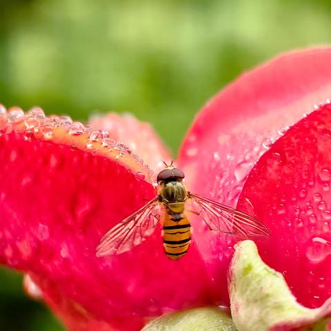 清新自然的微观瞬间：自然摄影作品赏析