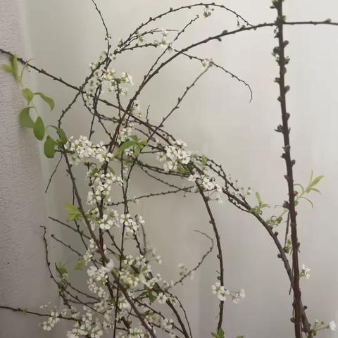 如逢花开  如瞻岁新 传承文化  追寻美好