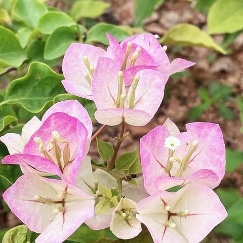 【园容管理周报】笔架山公园2025年3月第2周工作汇报